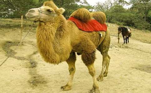 С�R�������ķ��ģ����x40ƪ��