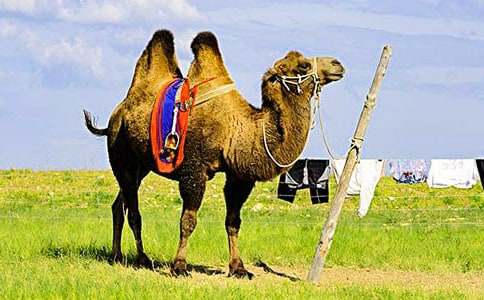 小駱駝和小紅馬作文匯編15篇