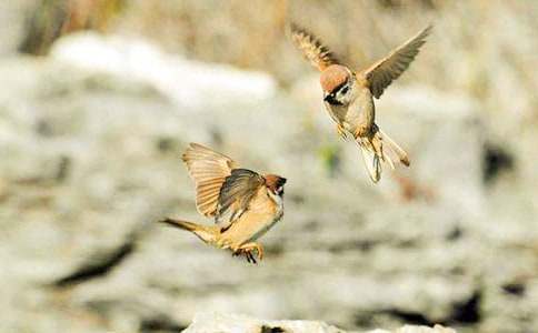 淋了雨的麻雀高中作文