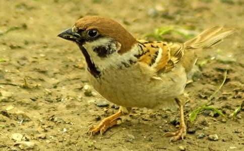 (優(yōu)選)麻雀的作文400字3篇