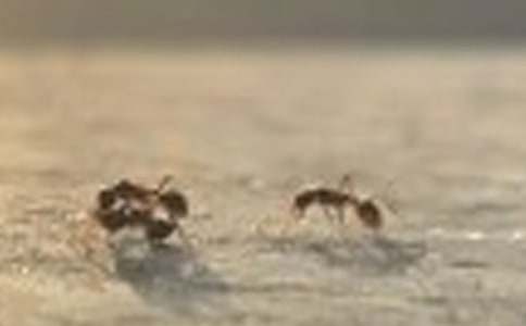 Λρ�Ć�ʾ���ģ����x18ƪ��