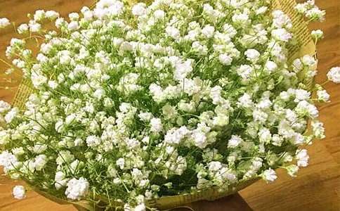 滿天星的倔強作文(精選11篇)