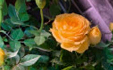 玫瑰花100字一年級作文(通用31篇)