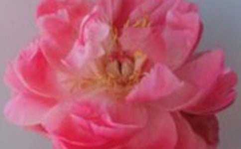 釋放玫瑰的芳香作文