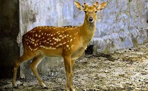 關(guān)于梅花鹿的六年級作文(精選20篇)