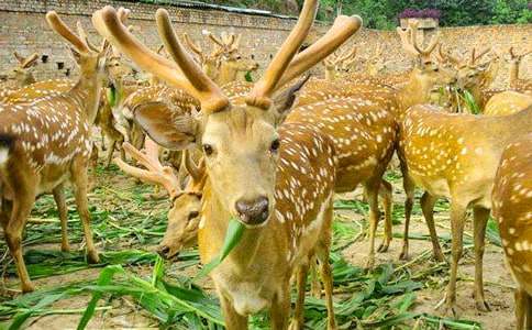 梅花鹿與金發(fā)女郎作文3篇