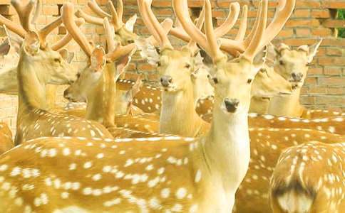 ����÷��¹����