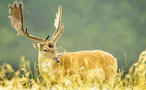 ������÷��¹����