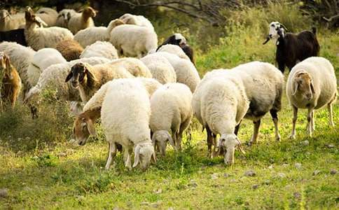 2017報關《商品編碼》:凍藏野生去骨綿羊肉