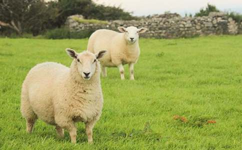 樂于助人的小綿羊-童話故事作文650字