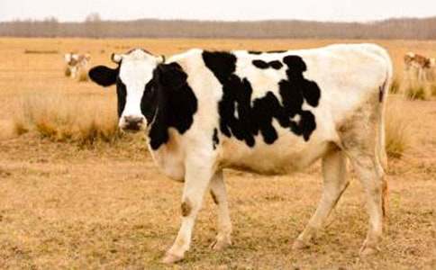 ��ţ����600�֣����x29ƪ��