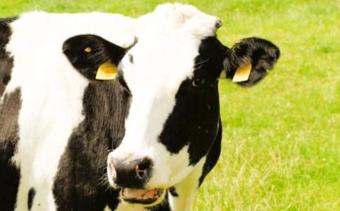 ��ţ����400��10ƪ