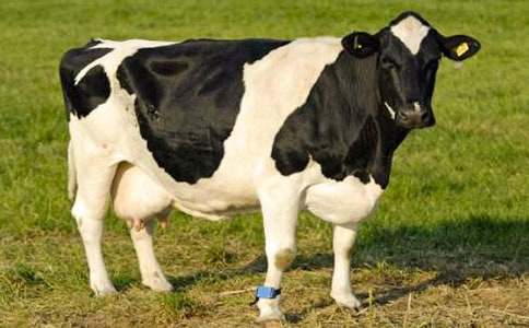 奶牛和貓的寓言故事