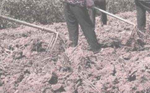 學(xué)農(nóng)活動(dòng)中的一件趣事作文