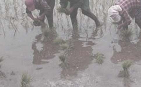 干農(nóng)活的作文300字(精選29篇)