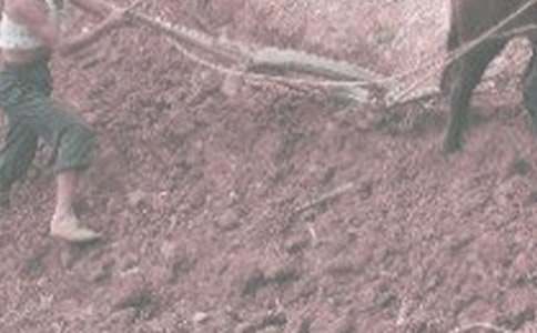 學農(nóng)活動作文