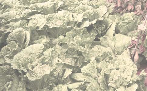 形容農作物的詞語