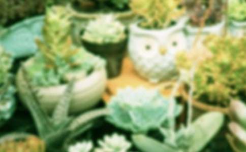 盆栽作文400字9篇