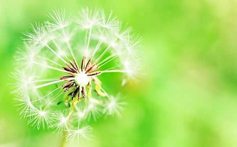 蒲公英的啟示作文匯編7篇