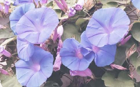 �茑����������������350��