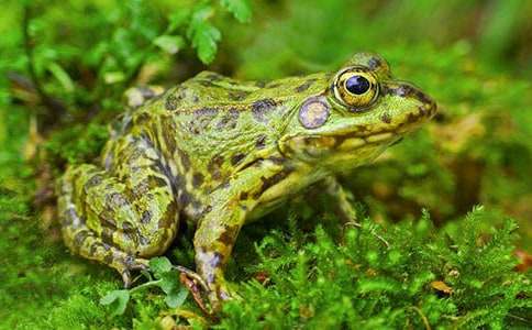 ���o(h��)С��������