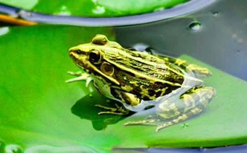 保護青蛙的小學(xué)作文(通用26篇)