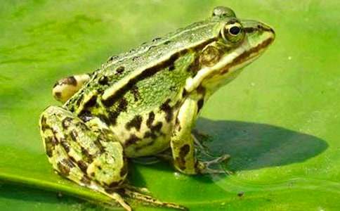 魚和青蛙作文50字左右