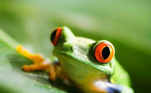 樂于助人的小青蛙童話作文