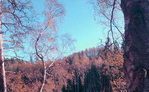 秋日的思語作文