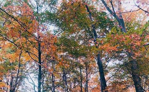 秋日落葉作文800字