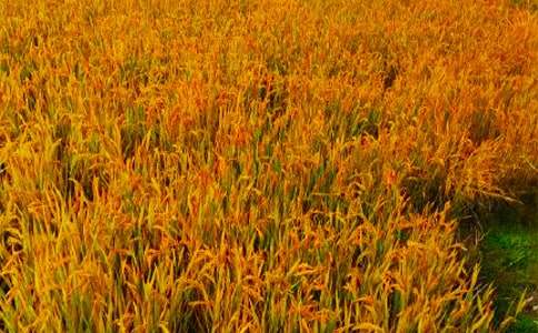 ��������400����ƪ