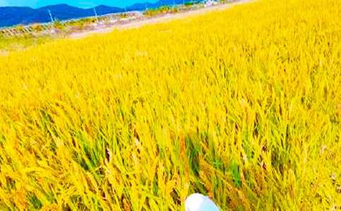 ��������������?sh��)��?/></p><p>���������L(f��ng)�{(di��o)��������Ϡ����Nֲ�ĺ������˂�(g��)���ճ����@��(g��)��ĩ�����ڼ�������ʮ�֣� Ҋ�������h(yu��n)�ͳ����T��������褰�������(l��i)���͠���������������ҏ�����������ȥ����Ҋ�����ð�܇?y��n)���ʮ�?l��i)�����������f(shu��)Ҳ��ǧ�˰ٽ�n�׵��^�l(f��)�����ݵ��������D�y�Ĳ��������Ǽ��L(f��ng)�m���������f�������{(l��n)ɫ�r���@�ø���ҫ�����M��܇ټ��ĴT��������С����Ӱ���ɱ�������(ji��n)ֱ��������С�B�����~ɫ���p�־o�հ�܇�İ�����Ę�υs��M��Ц�����~�^�����˰��ޣ���һ�����������߁�(l��i)����æ��ȥ��ӭ�ӄP���w��(l��i)�đ�(zh��n)ʿ��</p><p>�����r(n��ng)���Ђ�(g��)��(x��)�T�����ǰѸ�؁�(l��i)�ĵ��ȕ�`�˲����b����(l��i)��(ch��)�ء������ѡ���(zh��n)��Ʒ��һ��������(l��i)�������Tǰ��ˮ����ϡ����������^(gu��)����������߀��(g��)���p��С����������^���Ϯ�(d��ng)��������е��ػ�׺��������ɵģ���ֻؓ(f��)؟(z��)�ѹ��Ӿ�������ܴ���e���ܹ�������߀һ߅���\(y��n)��һ߅��(l��)�Ǻǵ،�(du��)���f(shu��)���������@�ճɿ��u����ǧ��������(n��i)�Ķ��`��ϲ����������������µĺ�ˮ�����\��</p><p>������ϼȾ�t����߅���Ѹ߰���̫�(y��ng)��ȥ��߅Ę���ڄ�(d��ng)һ��Ġ����ֳ��҆Ѻǣ�����褰�����(l��i)�͠����չ����������Ҵ�æ����ȥ�͠���?sh��)�æ�����ð��˰ѵ��ȶѳɃɶ������Ò߰Ѱ�ʣ�µĒ߸Ƀ�������֮�������������ѹ���һ����һ�������b�M(j��n)�����������p�ֲڰ��S���p���ڳɶѵĹ�����һ����һ�����M(j��n)���������Ĵ��������S��ɜϣ�����Ƕ�M��ɳ�Ӻ����������ֵ�ʳָ߀ȱ��һ��(ji��)���@��������ǰ��߀�ڼ��S�﹤���r(sh��)�����ұ�����C(j��)������һ��(ji��)�����(l��i)���t(y��)Ժ������(l��i)�r(sh��)�o(w��)Ч��ֻ�ܽ�֫���Ǖr(sh��)��߀С��������ֻ�����۵،�(du��)�����f(shu��)�����������ۆ�����Ҫ�����]�µġ������۵���ײ�������Ķ�Ĥ������(ji��n)��(qi��ng)�س���Ц���@ô����������?gu��)׺����s�ˣ��ۿ������ѽ�(j��ng)��(x��)�T�����\(y��n)�õ�һ�c(di��n)��Ҳ����׾���������ӵ���ָ���N���S���z�������L(zh��ng)�ڵĄ������z��Ⱦ���˻Һ�ɫ��Ƥ�w���ｩӲ��߀���S��ڼt�İ��c(di��n)����֪��������˶��ټ�(x��)����΢�������r(n��ng)��ˎ�(du��)�p�ֵĸ��g��ʹ����̎�l(f��)���˝������mȻ�ü����������������ڲ�Ҋ���D(zhu��n)���Ҵ�������������Ȼ�g���ܵ��˚q�µğo(w��)����</p><p>�����Ȼ���������ϒ�������砵��ѽ�(j��ng)�њq��ĥ�ðl(f��)����Û�Ĺĵĵ����ڴ����ﰲȻ��˯���@��(g��)��������������������?sh��)��p�։�������������飬�ҵ����g�����o(w��)�����f(shu��)���H����</p><script>s(