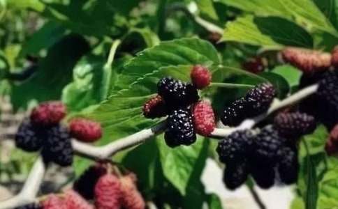 采桑果作文400字