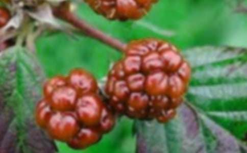 ժɣ������300�֣�ͨ��34ƪ��