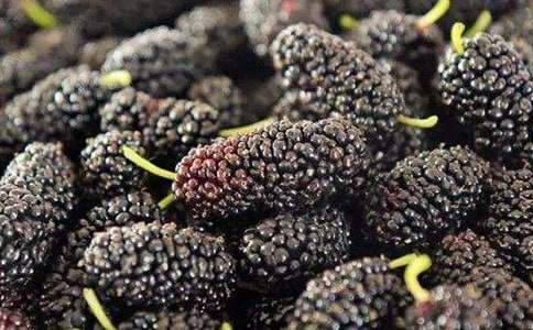 摘桑葚初一作文