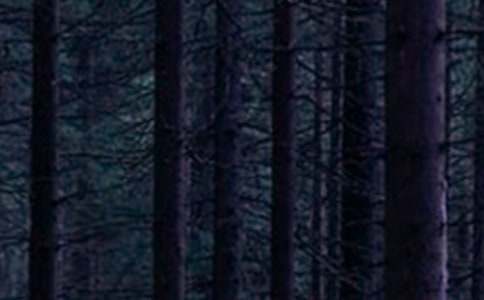 ���]��������ɭ�ֹ��@����