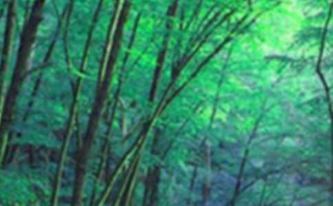 ������ɭ�ֹ��@���ġ�����