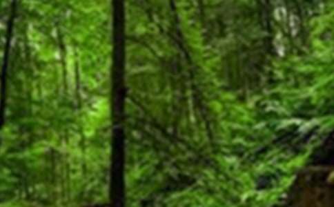 ������ɭ�ֹ��@���ġ��]��