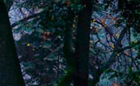 ������ɭ��С�ݔ�������