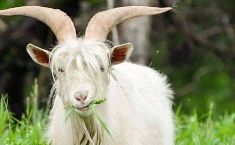 小山羊和狼作文