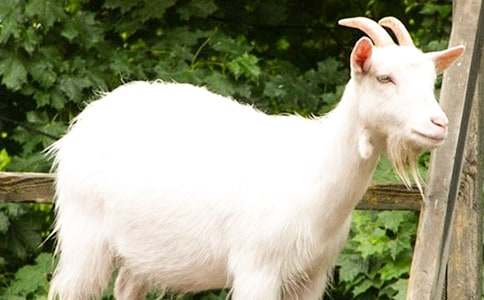 山羊過(guò)獨(dú)木橋作文滿分