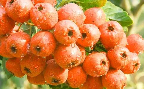 對山楂樹情感的.散文隨筆