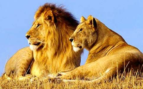 寓言故事精選:戀愛的獅子與農(nóng)夫