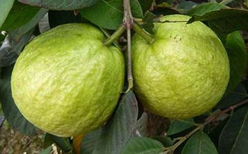 石榴樹作文四篇