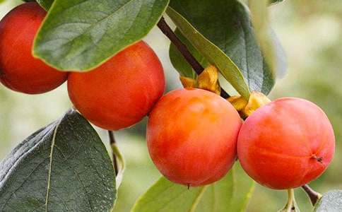 我家的柿子樹400字作文(通用39篇)