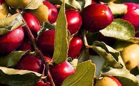 我最愛吃的水果小學(xué)的優(yōu)秀作文