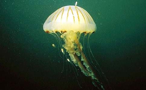 觀察水母的作文