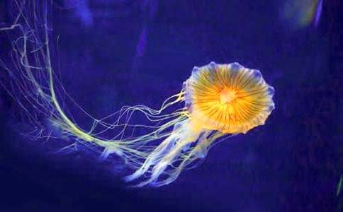 ������ˮĸ����