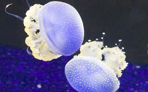 ��ˮĸ������450��