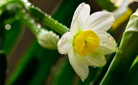 水仙的心愿_小學(xué)作文